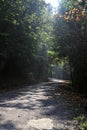 Road in a forest with a tree canopy above it and sunbeams passing through the trees Royalty Free Stock Photo