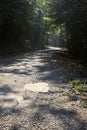 Road in a forest with a tree canopy above it and sunbeams passing through the trees Royalty Free Stock Photo