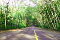 Road forest Royalty Free Stock Photo