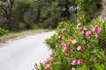 The road in the forest, trees and pink oleander flowers Royalty Free Stock Photo