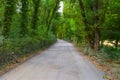 road in the forest with two lines of green high trees