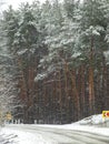 Road in forest under snowfall