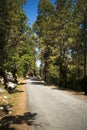 Road through forest, Uttarkashi District, Uttarakhand, India