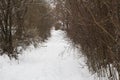 a road through the forest