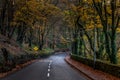 Road in the forest walkway Cork Ireland beautiful autumn colors Royalty Free Stock Photo