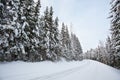 Road in forest at winter