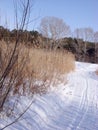 The road in the forest in winter on a sunny day. Dry high yellow grass, blue shrubs with long shadows, tree trunks without leaves Royalty Free Stock Photo