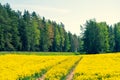 The road between the forest and the yellow field Royalty Free Stock Photo