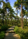 Road in the forests