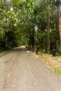 Road in forset, Thailand asia Royalty Free Stock Photo