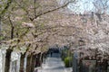 A road full of cherry blossoms Royalty Free Stock Photo