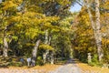 Road with gateposts in a deciduous forest with autumn colors Royalty Free Stock Photo