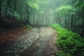 Road through a geen forest after rain