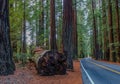 Road of giant redwoods in national park of California, USA Royalty Free Stock Photo