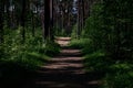 The road goes through the dark, green pine forest Royalty Free Stock Photo