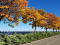 Trees wiht autumn`s foliage. The road goes into the distance. Bright blue sky. Quay. Autumn landscape Royalty Free Stock Photo