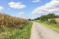 Road along a corn field in sunny weather Royalty Free Stock Photo