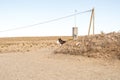 A WHITE HORSE AND A DONKEY NEAR LAS SALINAS GRANDES Royalty Free Stock Photo