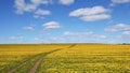 The road goes to the horizon in a flowered field. natural landscape. Summer, spring, day. Freshness and freedom. horizontal. Royalty Free Stock Photo