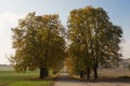 The road going through the avenue of autumn trees Royalty Free Stock Photo