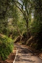 Road going down from Pesaro to the San Bartolo Mount