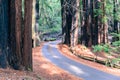 Road going through a redwood Sequoia sempervirens forest Royalty Free Stock Photo