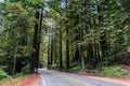 Road going through a redwood trees Sequoia sempervirens forest Royalty Free Stock Photo