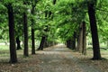 A road going through a row of green trees... Royalty Free Stock Photo