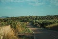 Road going up the hill covered by olive trees Royalty Free Stock Photo