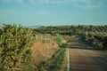 Road going up the hill covered by olive trees Royalty Free Stock Photo