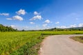 Road and gold rice filed under blue sky and cloud in harvest time Royalty Free Stock Photo