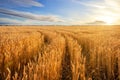 Road among golden ears of wheat in field under blue sky Royalty Free Stock Photo