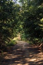 Road through a golden forest at autumn. Royalty Free Stock Photo