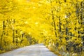 Road with Golden Yellow Tree Canopy in the Fall