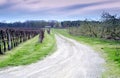 The road between grape vines and apple trees