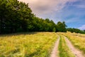 Road through grassy meadow in to the beech forest Royalty Free Stock Photo