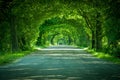 The road in a green arch of trees