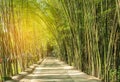 Road with green bamboo forest curve natural tunnel cave Royalty Free Stock Photo