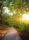 Road in green city park, lighted the rays of sunset