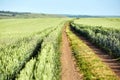 Road in the green field in the countryside with blue sky. Royalty Free Stock Photo