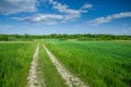 Road through green field with grain, forest on horizon and clouds on blue sky Royalty Free Stock Photo