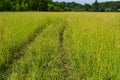 Road in a green field of wheat. Traces of agricultural transport on the grass on a sunny day Royalty Free Stock Photo