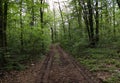 road in the forest Royalty Free Stock Photo