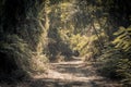 Road in a green forest Royalty Free Stock Photo