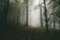 Road in green forest with mysterious fog Royalty Free Stock Photo