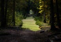 Road in a green forest after a rain on a Sunny day. Puddle on the road in the woods. Beautiful forest landscape. The sun`s rays o Royalty Free Stock Photo