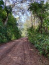 Road in green forest senery Royalty Free Stock Photo