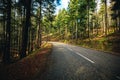 Road Through Green Forest, Trees, Pines. Landscape with empty asphalt road through the woods . Travel Royalty Free Stock Photo