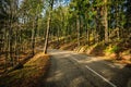 Road Through Green Forest, Trees, Pines. Landscape with empty asphalt road through the woods . Travel Royalty Free Stock Photo