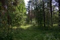 A road of green grass through a dense forest. Blue sky with clouds. A sunny day Royalty Free Stock Photo